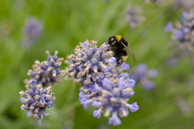 Bee pollinating on flower