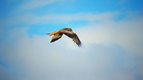 Low angle view of eagle flying against sky