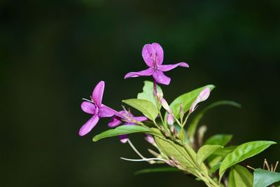 Close-up of pink flowering plant