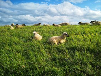 Sheep in a field