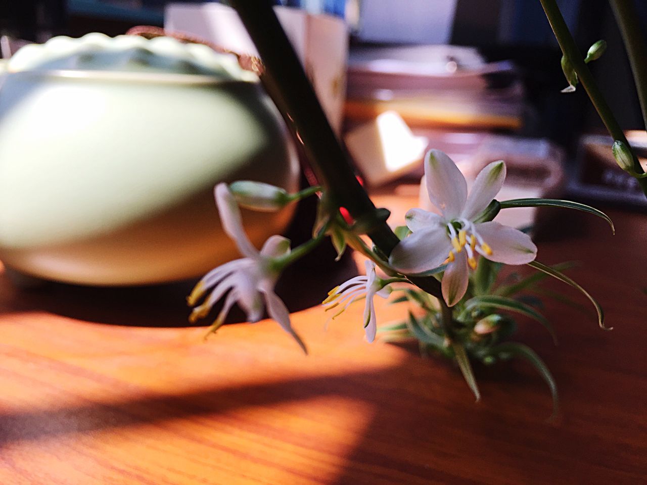 indoors, flower, table, freshness, petal, vase, fragility, potted plant, close-up, white color, plant, flower head, home interior, growth, high angle view, selective focus, wood - material, focus on foreground, leaf, still life