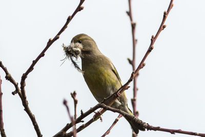 Low angle view of bird perching on tree against sky