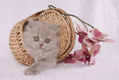 Close-up of cat in basket