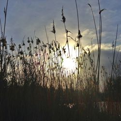 Plants growing on field at sunset