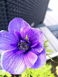 Close-up of purple flowering plant