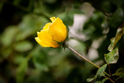 Close-up of yellow flowering plant