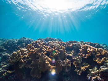 View of coral swimming underwater