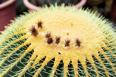 Close-up of cactus plant