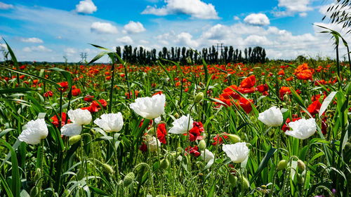 Close-up of flowering plants on field against sky