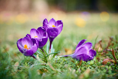 Close-up of purple crocus flowers on field