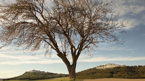 Bare tree on field against sky