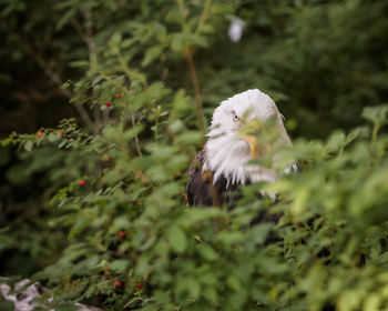 Bird perching on a plant