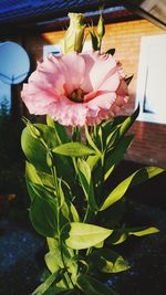 Close-up of pink flowering plant on table