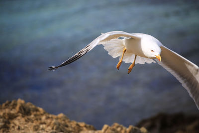 Seagull flying over sea