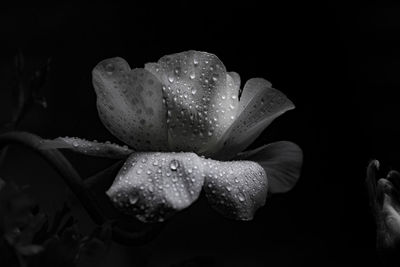 Close-up of wet flower against black background