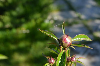 Close-up of flower buds growing on plant
