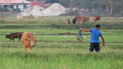 Cows on field