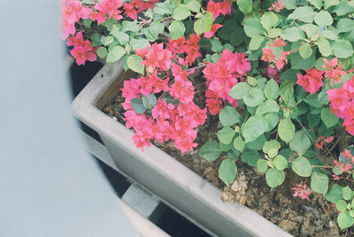 High angle view of pink flowering plants