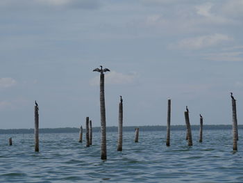 Cormorants perching on wooden posts in sea against sky