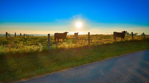 Scenic view of field against blue sky