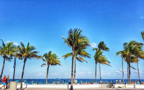 Palm trees on beach against clear blue sky