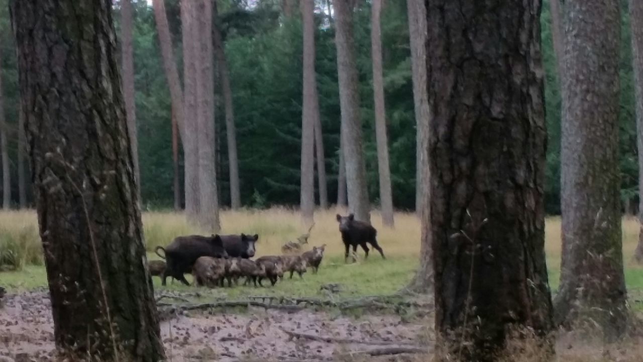 Wilde zwijnen