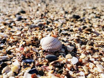 Close-up of shells on beach