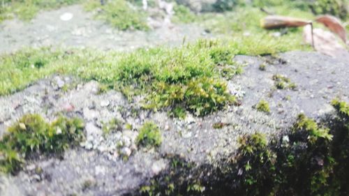 Close-up of plants growing outdoors
