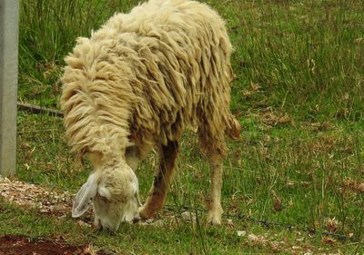 Goat eating grass