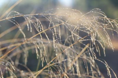 Close-up of frost on land