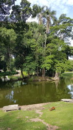 Reflection of trees in lake