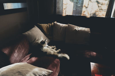 Cat sleeping on sofa at home