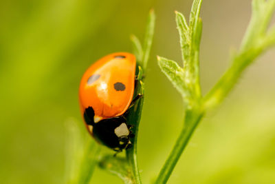 Close-up of ladybug on leaf