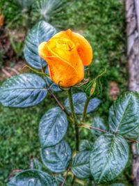 Close-up of yellow rose