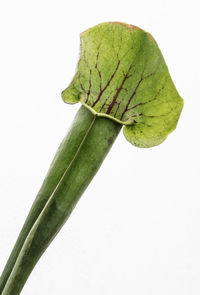 Close-up of leaf over white background