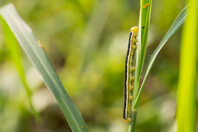 The caterpillars are trapping the leaves.