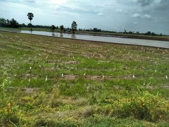 Scenic view of field against sky