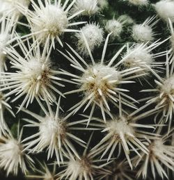 Full frame shot of succulent plants