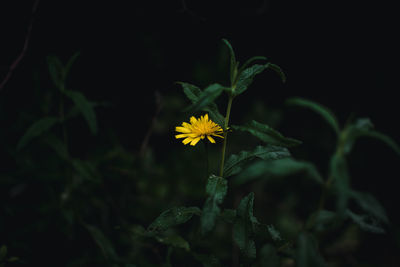 Close-up of yellow flowering plant