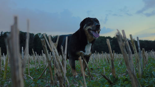 Dog standing in a field