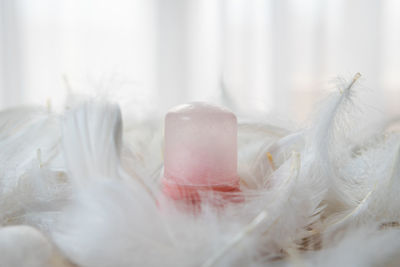 Close-up of white feather