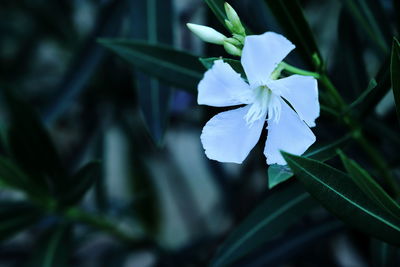Close-up of flowering plant