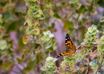 Close-up of butterfly on purple flower