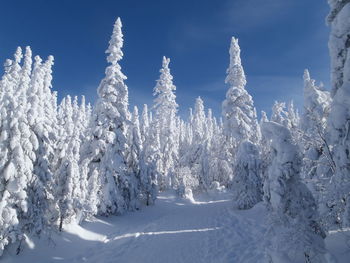 Snow covered trees on landscape against sky