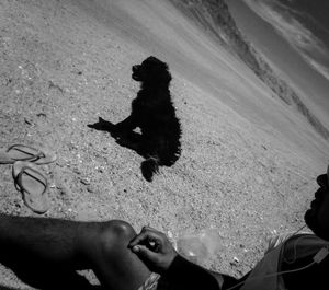 Low section of person with dog on beach