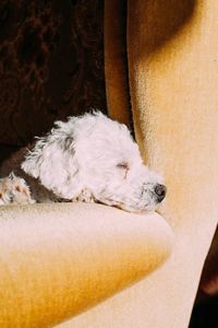 Close-up of dog relaxing