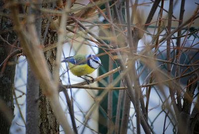 Low angle view of bird perching on branch