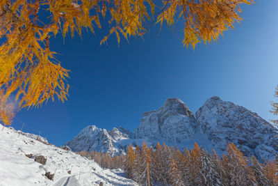 Mount pelmo northern side visible under orange larch branch, dolomites, italy