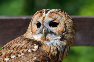 Close-up portrait of owl