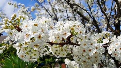 Close-up of white flowers on tree